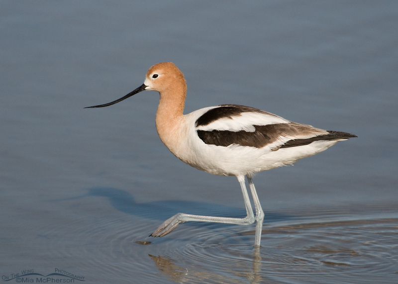 Adult American Avocet foraging in a wetland