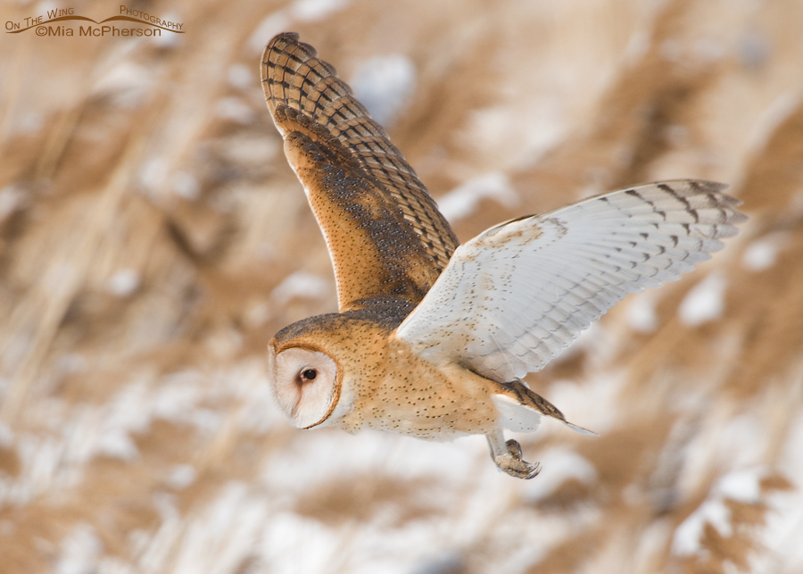 Barn Owl flying over a snowy wetland