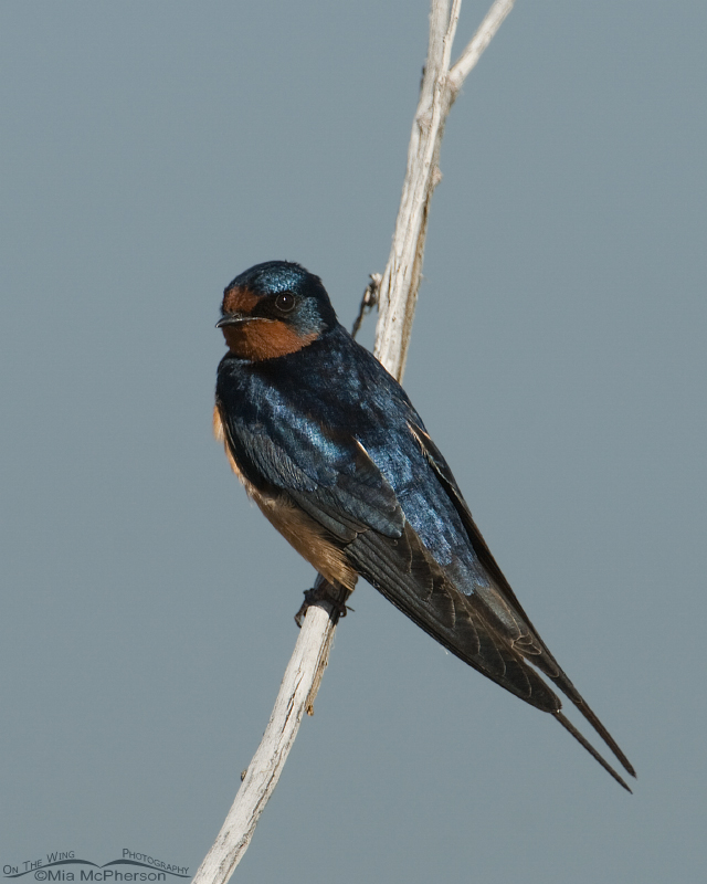 Barn Swallow at Bear River MBR, Box Elder County, Utah