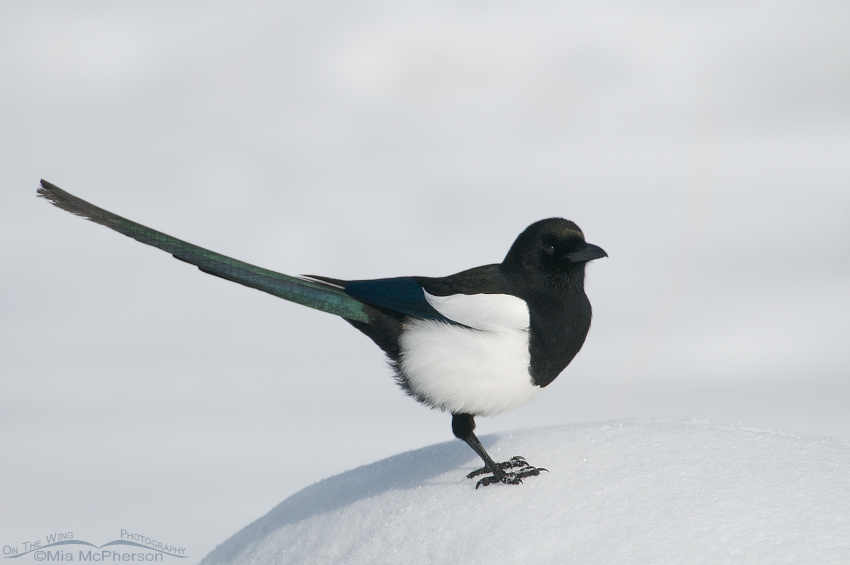 Black-billed Magpie on a snow-covered rock