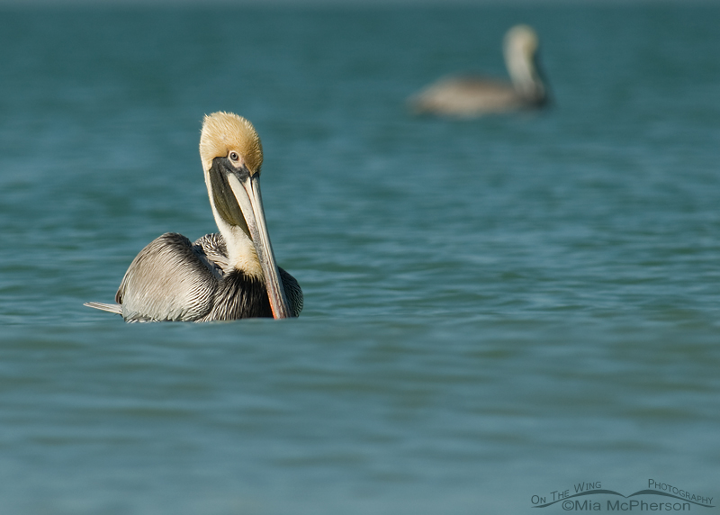 Brown Pelicans on the Gulf of Mexico