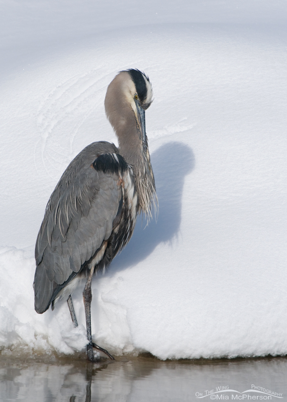 Great Blue Heron preening in the snow