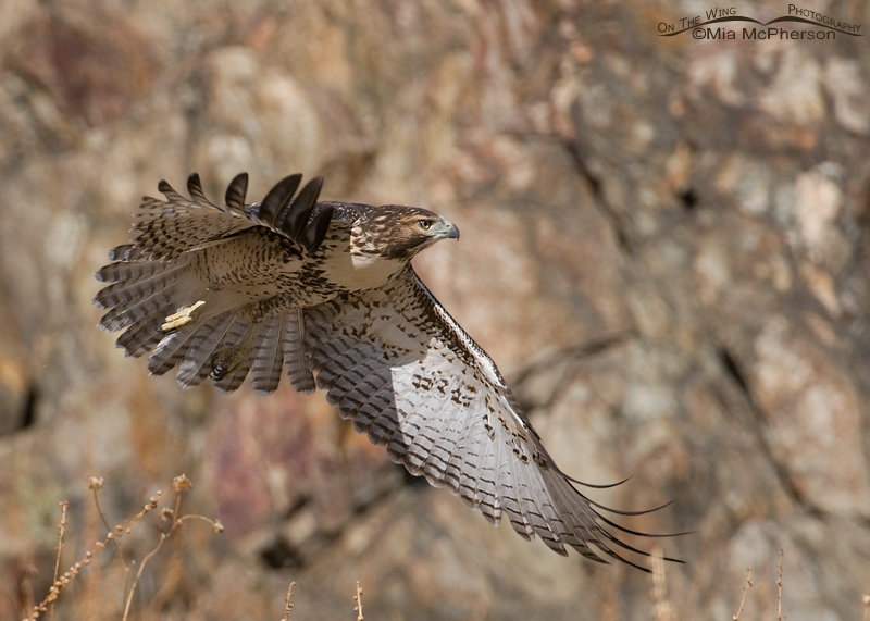 Red-tailed Hawk juvenile flying past