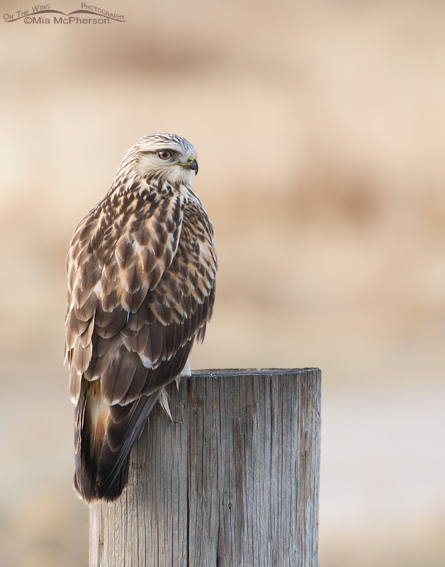 A Rough-legged Hawk perched near the marina