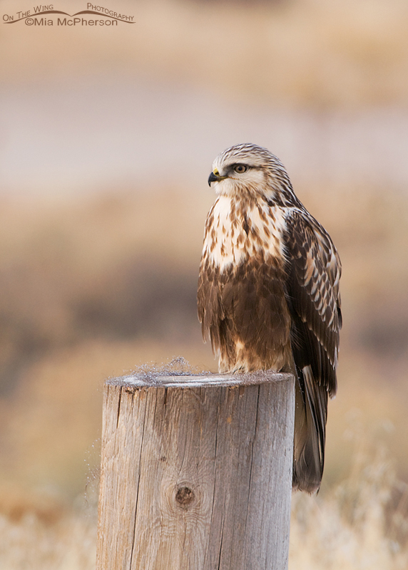 Rough-legged Hawk perched on post with Bison fur