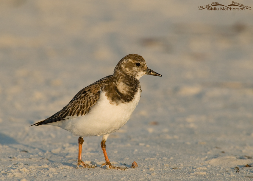 Early morning Ruddy Turnstone, Fort De Soto County Park, Pinellas County, Florida