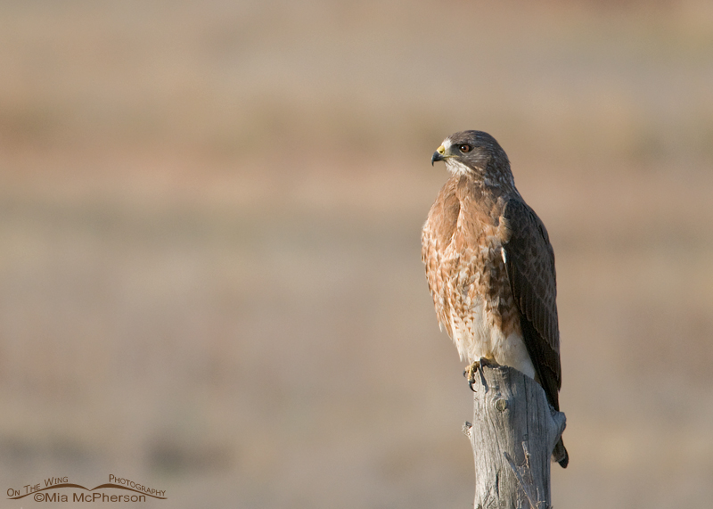 Swainson's Hawk on the way to Bear River NWR
