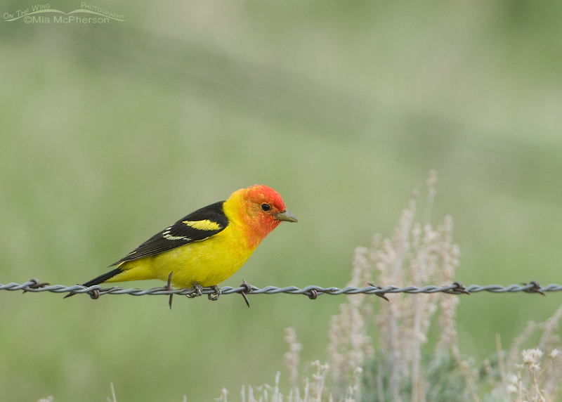 Western Tanager male in breeding plumage