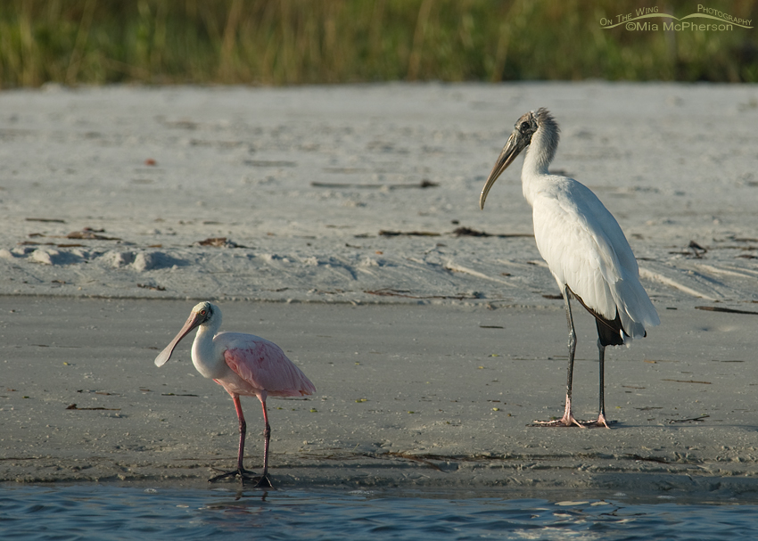 Wood Stork and Roseate Spoonbill size comparison