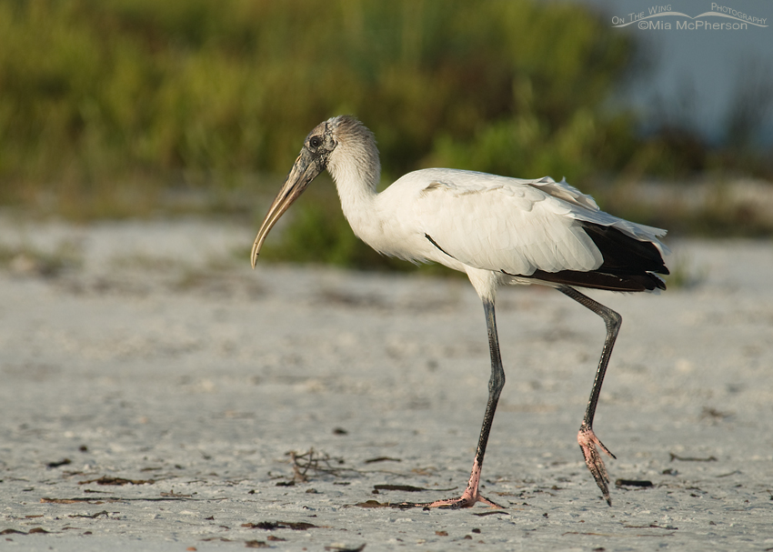 Wood Stork walking near a lagoon