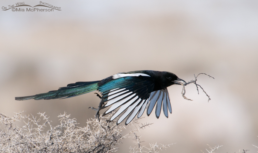 Black-billed Magpie lifting off from a bush with a twig