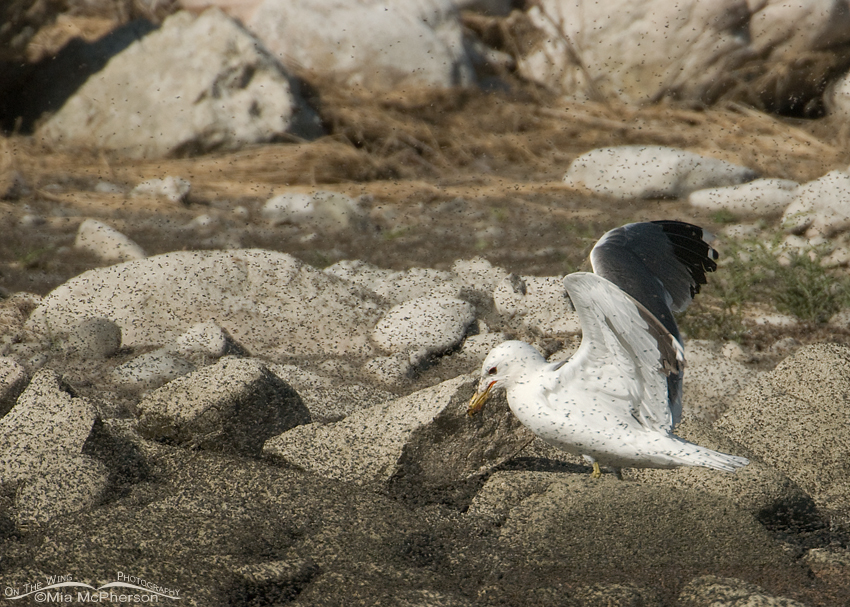 California Gull in a thick mass of Brine Flies