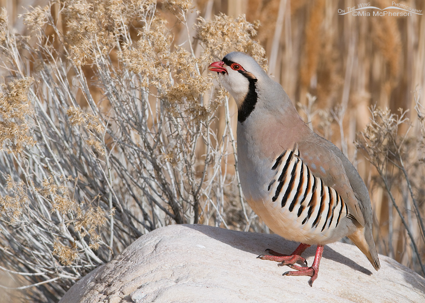 Calling Chukar on a windy March day