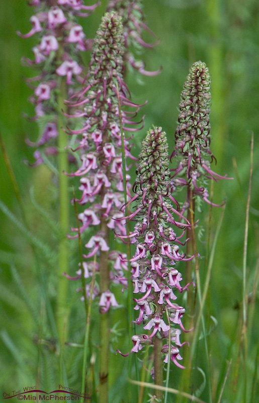 Elephant's Head at Red Rock Lakes National Wildlife Refuge Elephant's Head at Red Rock Lakes National Wildlife Refuge