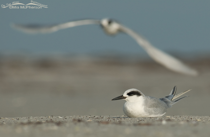 Forster's Tern and friend