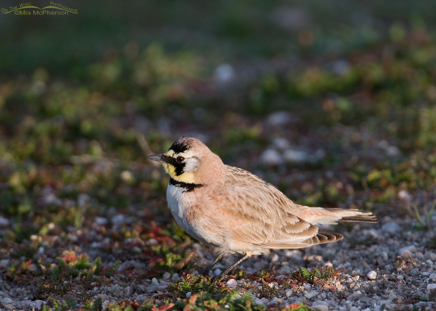 A male Horned Lark in early spring