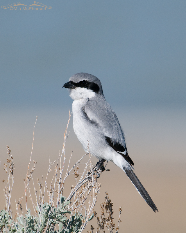 Loggerhead Shrike portrait with the Great Salt Lake in the background