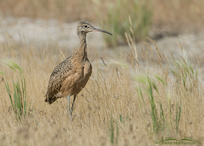 Long-billed Curlew juvenile in dried grasses