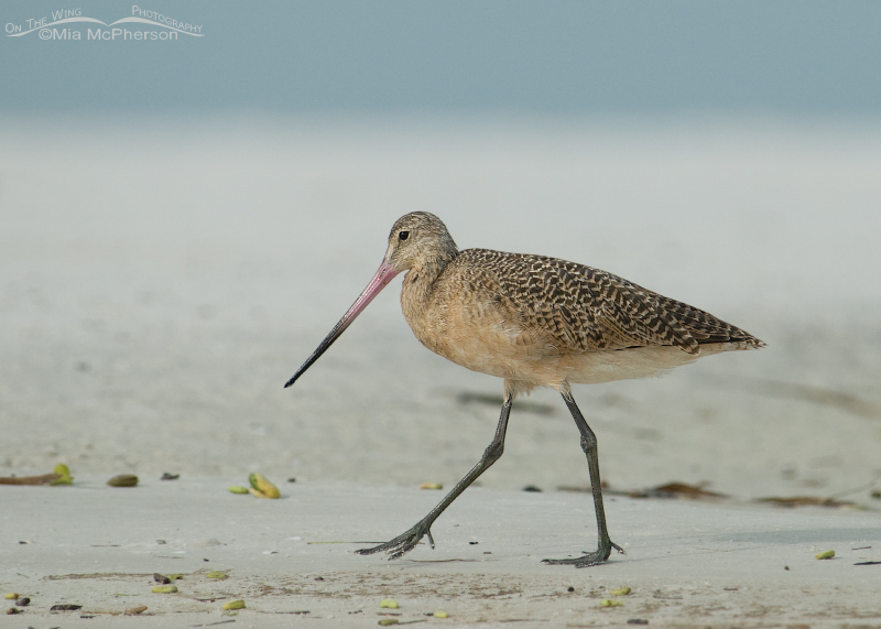 Marbled Godwit walking on the beach