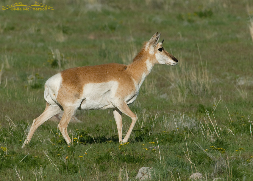 Pronghorn doe in the spring