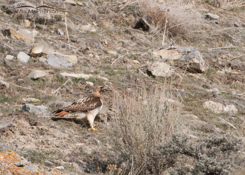 Red-tailed Hawk with nesting material