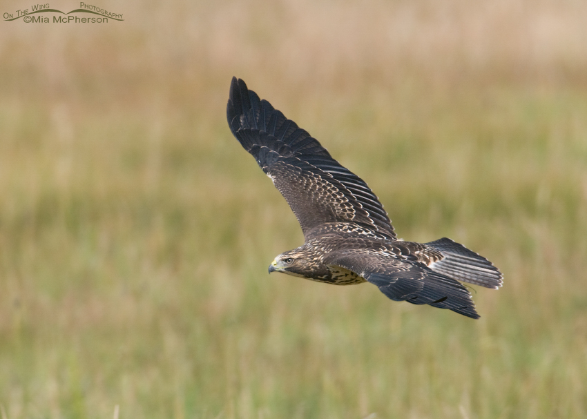 Juvenile Swainson's Hawk in flight in Beaverhead County
