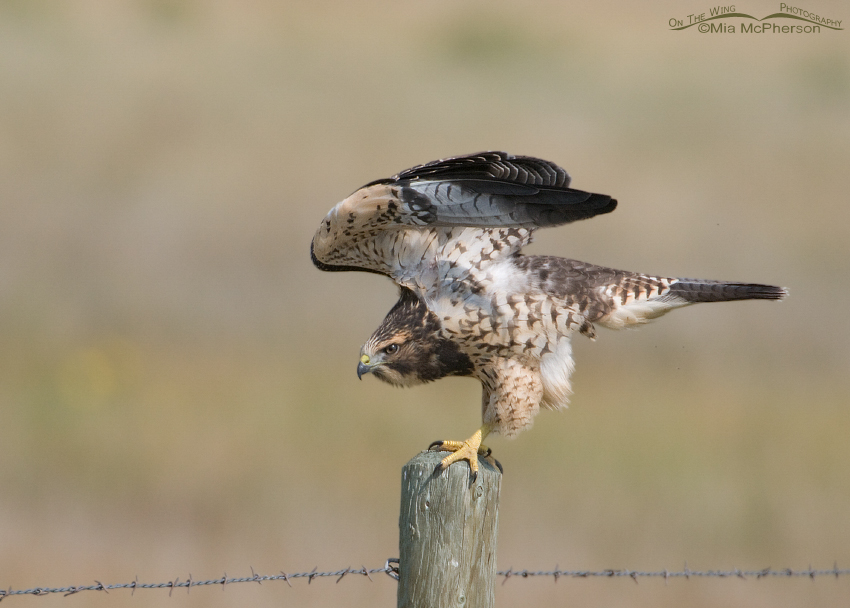 Swainson's Hawk wing lift after expelling pellet, Beaverhead County, Montana
