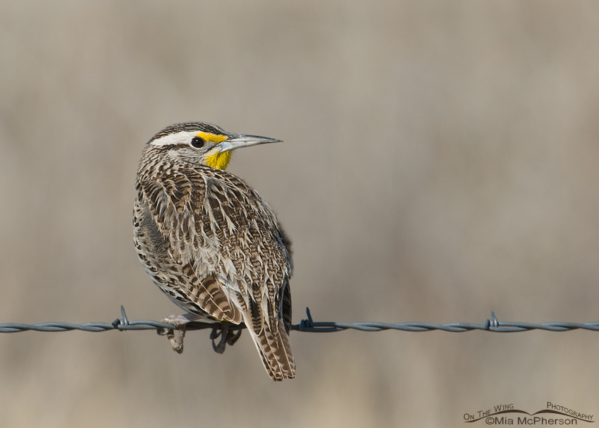 Western Meadowlark on a wire