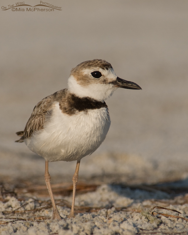 Adult Wilson's Plover close up