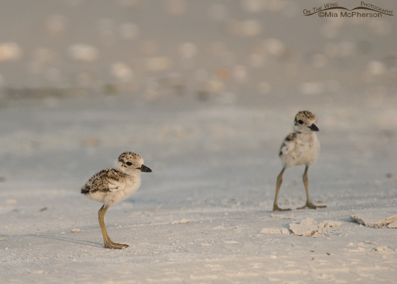 Two Wilson's Plover chicks