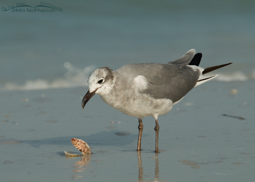 Nonbreeding Laughing Gull with a Calico Shell, Fort De Soto County Park, Pinellas County, Florida