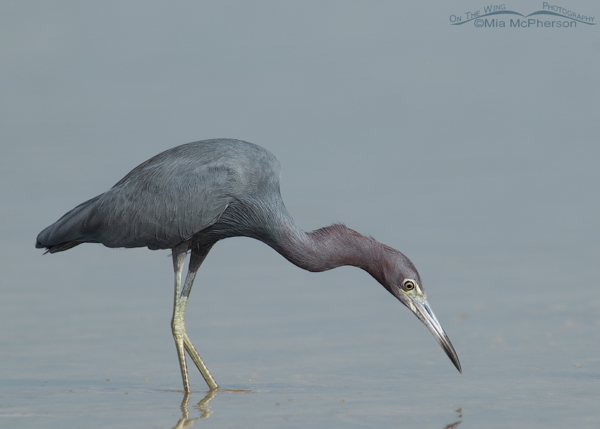 Little Blue Heron stalking prey in a tidal lagoon