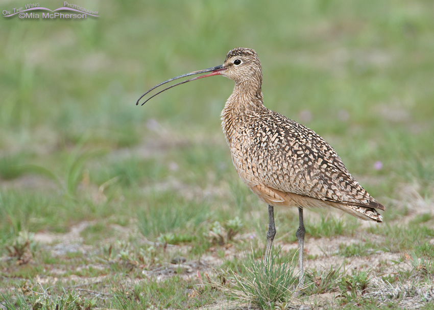 Calling Long-billed Curlew male