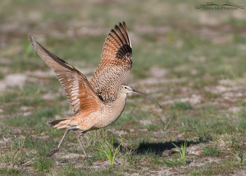 Male Long-billed Curlew lifting off