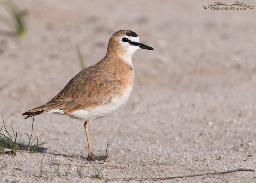 Mountain Plover standing on a sandy road