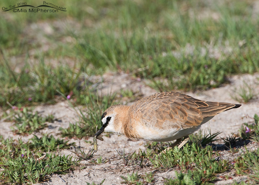 Mountain Plover with prey
