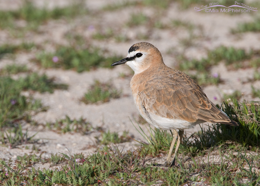 Male Mountain Plover, April 10, 2013