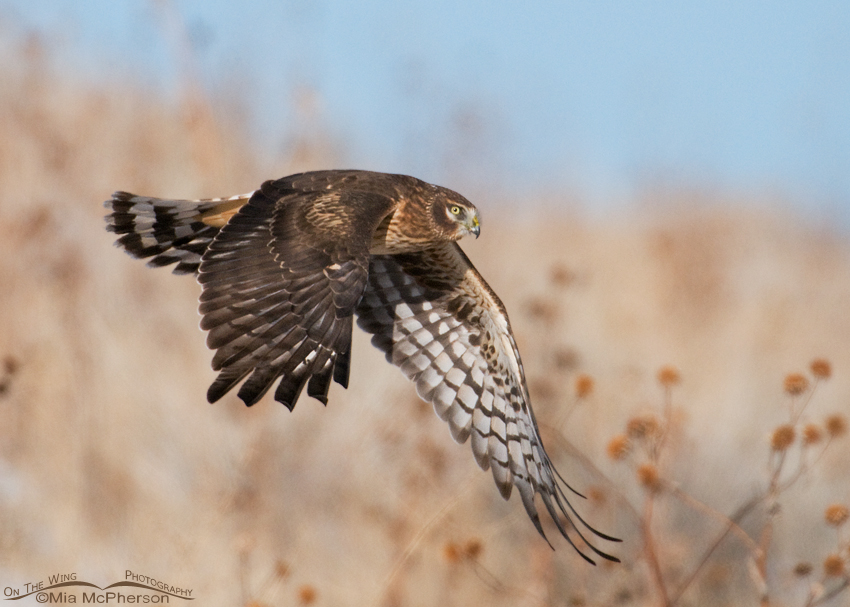 Female Northern Harrier flying down a slope