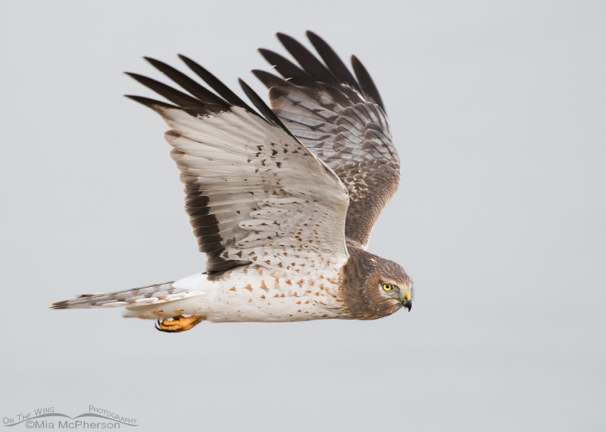 Male Northern Harrier flying near the Great Salt Lake