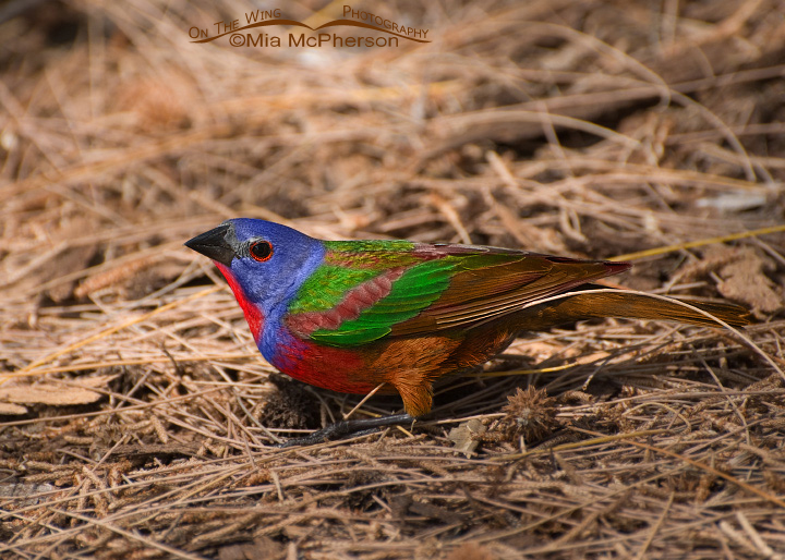 The World's first Painted Bunting x Brown Cowbird Hybrid