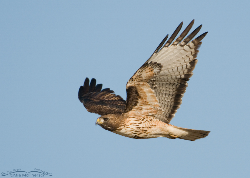 Red-tailed Hawk adult flying by