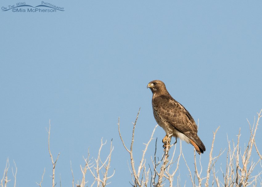 Perched adult Red-tailed Hawk
