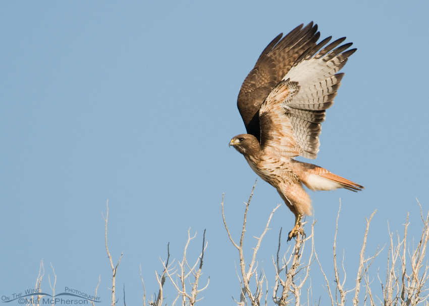 Adult Red-tail lifting off