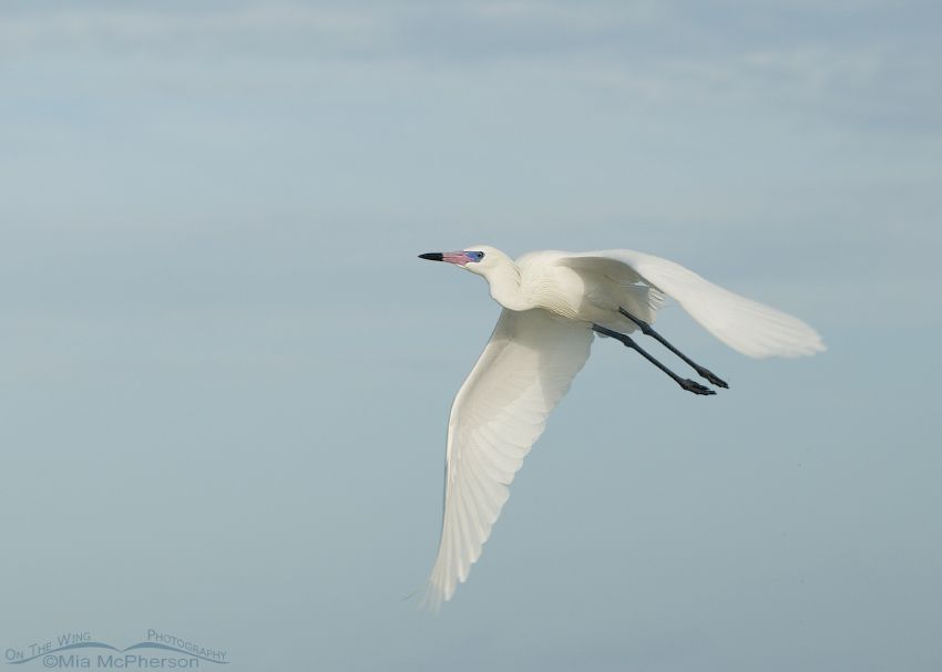 White morph Reddish Egret in flight of the Gulf