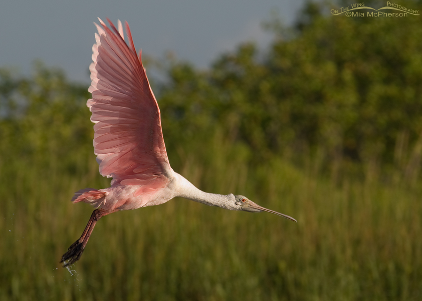 Roseate Spoonbill fly by