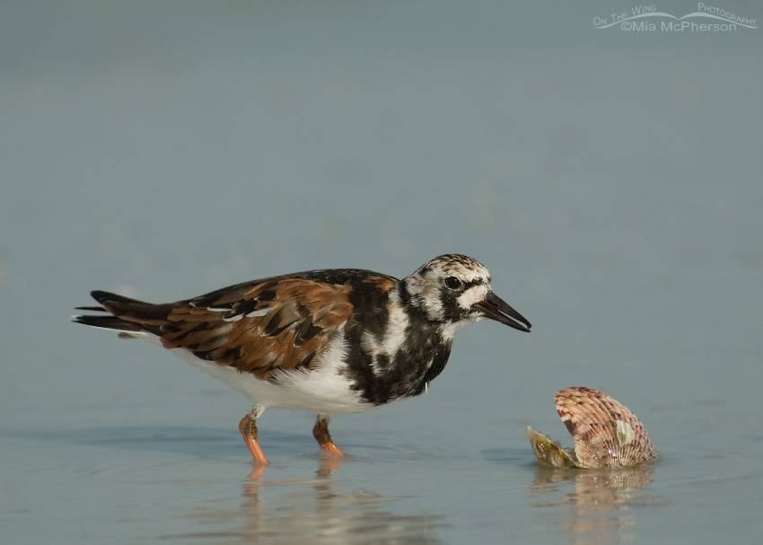 Ruddy Turnstone with a Calico shell