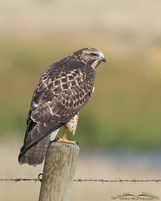 Juvenile Swainson's Hawk in the Centennial Valley