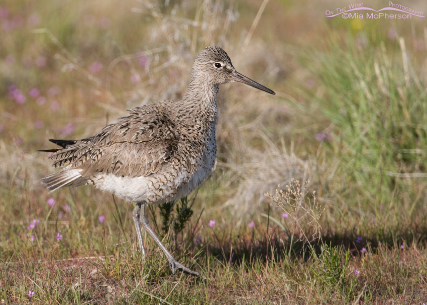 Willet all fluffed up