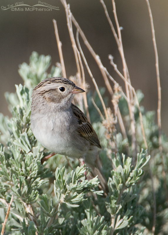 Brewer's Sparrow on a Sagebrush near the Flaming Gorge Reservoir