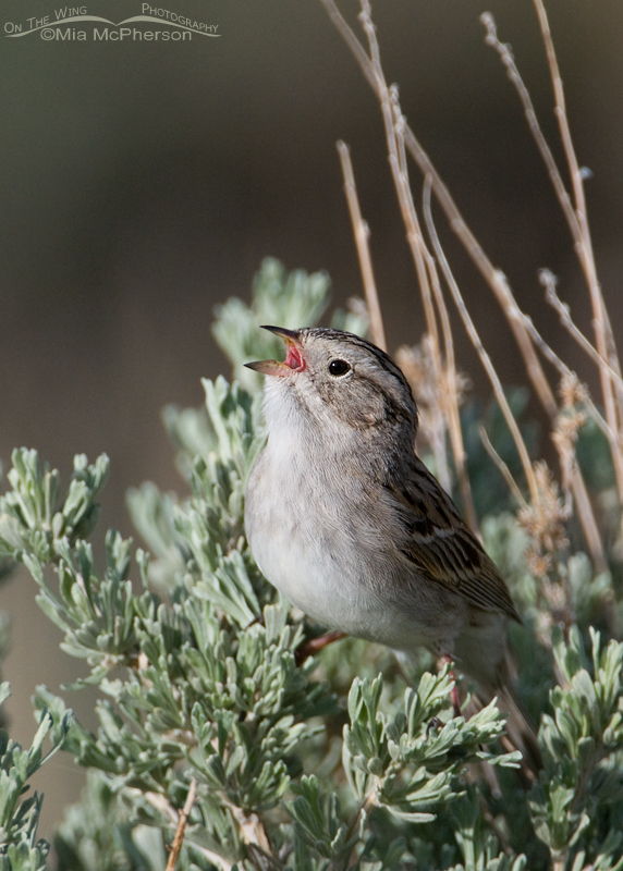 Singing Brewer's Sparrow